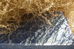 Le Roux, Peter A born August 1894 died illegible